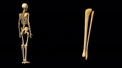 Anatomie des menschlichen Skeletts und des Schienbeins