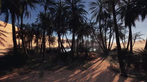 Scenic Desert Oasis with Palm Trees and Golden Light