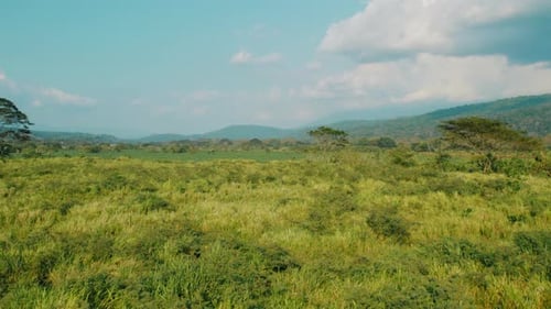 Open grassland and forest edge landscape beneath blue sky in Costa Rica