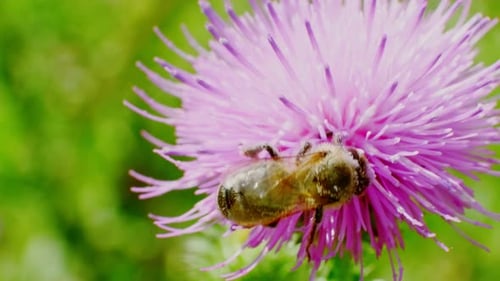 A Worker Bee Collects Nectar From a Flowering Thistle in a Green Meadow