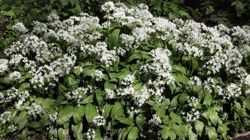 A large cluster of Wild Garlic, or Ramsons, Allium ursinum, growing on woodland floor in Spring. UK