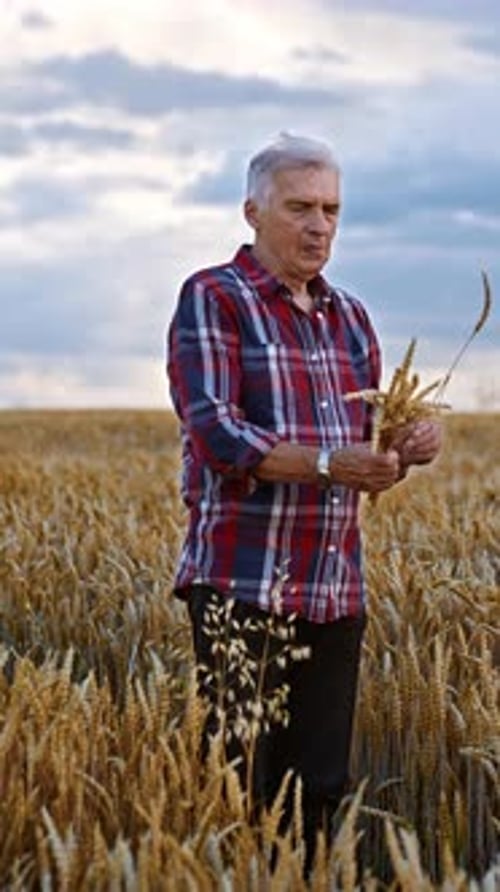 Old farmer in the beautiful wheat field. Man in checkered shirt picking up ripe spikelets at sunset.