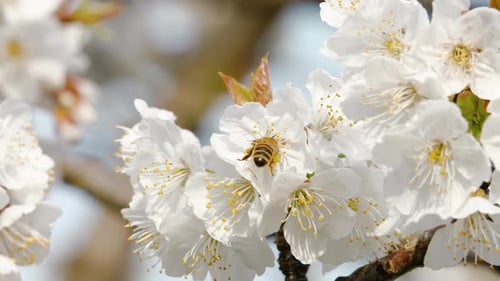 Close-up of a honey bee actively collecting nectar and pollinating beautiful white cherry blossoms