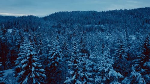 Aerial View of Snow Covered Winter Forest