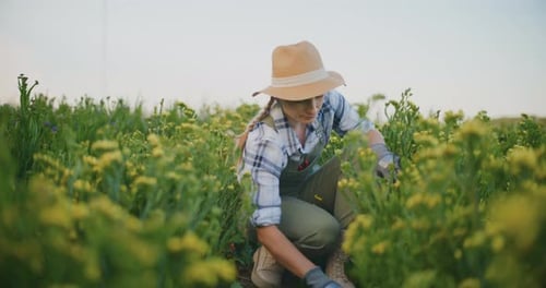 Female Farmer is Weeding in Yellow Sea Ash Field