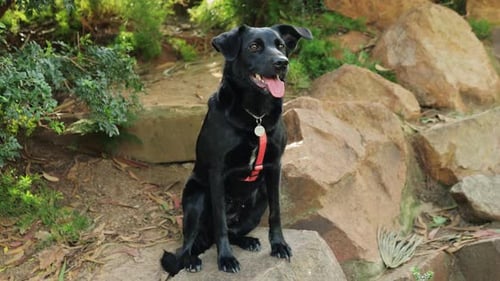 Happy Black Dog Sitting Outdoors