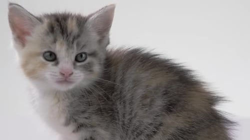 Cute Kitten Sitting on White Background