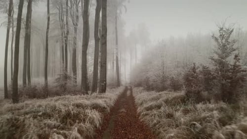 4K aerial footage of a drone flying through and above a frozen winter forest along a footpath. Trees