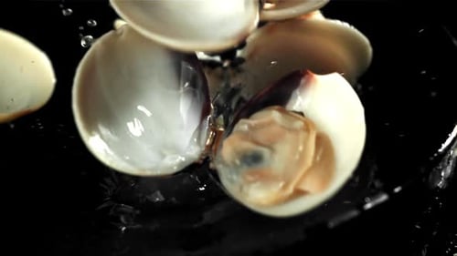 Vongole frais tombant sur fond noir avec des éclaboussures d'eau filmé par une caméra à grande vitesse à