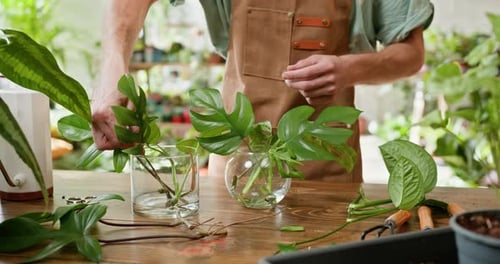 Urban Jungle and Plant Parent Concept Gardener Nurtures a Variety of Indoor