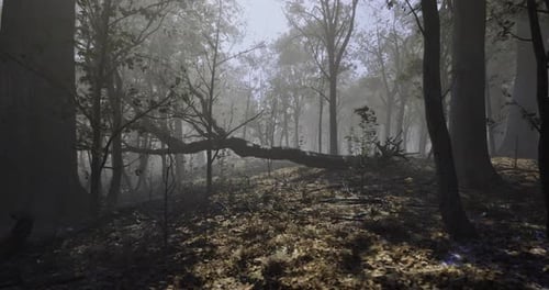 Mysterious Forest Shrouded in Fog with Fallen Branches and Golden Leaves