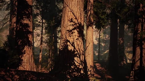 Majestic Sequoia Trees Casting Shadows in Serene Forest Landscape