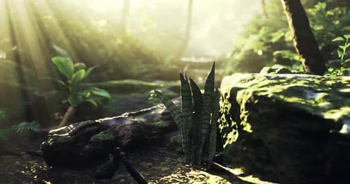 Sunlight Filters Through Trees in a Lush Forest Setting Showcasing Plants