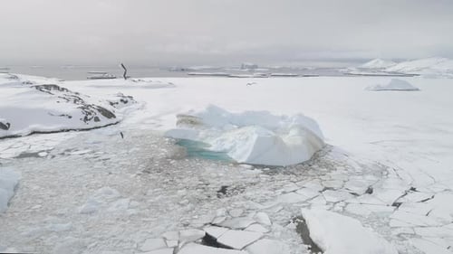 Antarctic Gull Fly Over Iceberg Aerial Top View