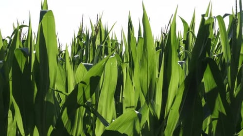 A crop of Maize blowing in the evening light on a farm in the UK.