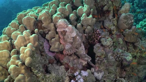 Scorpionfish on coral reef in the Red Sea