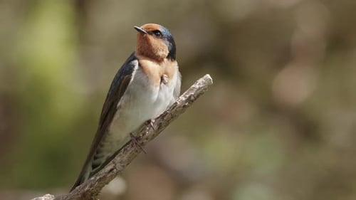 Close Up Of Welcome Swallow Bird Perching And Flying Away