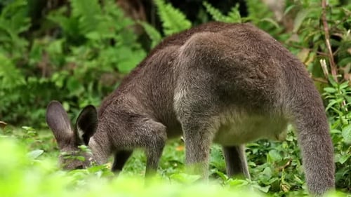einzelnes australisches graues Känguru, das isst