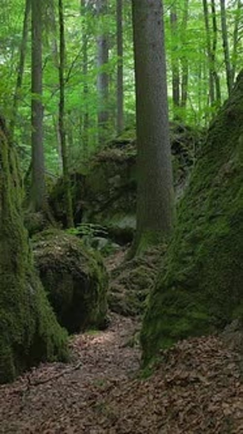Un sentier forestier paisible et pittoresque entouré d'une végétation luxuriante et de rochers moussus