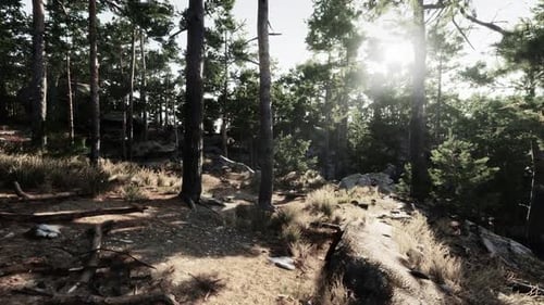 Sunlight Streaming Through Trees in a Serene Forest Landscape During Daytime