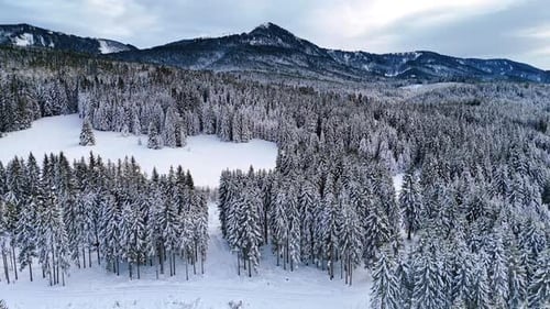 Spectacular pine tree woods sprinkled with snow. Mountain range at backdrop.