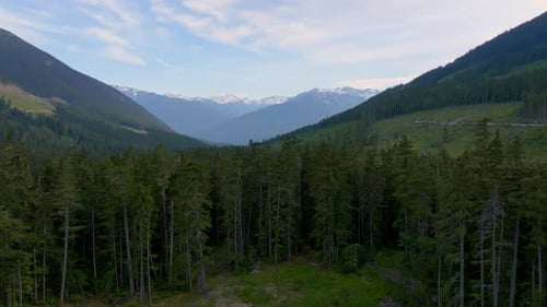 Flying Over Dense Pine Trees In The Forest At Daytime In Pemberton Area, British Columbia, Canada. -