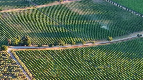 Aerial Drone View Over Vineyards Towards Agricultural Fields During Sunrise