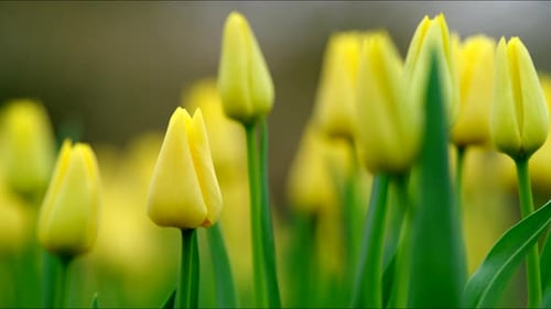 Witness the Stunning Sight of Tulips Blossoming Beautifully at the Enchanting Keukenhof in Amsterdam