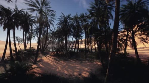 Relaxing Scene of Sandy Trail Among Tall Palms Beneath Vibrant Sunset Sky