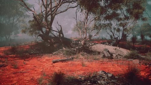 Slow Zoom Through Arid Australian Bushland Landscape with Red Earth