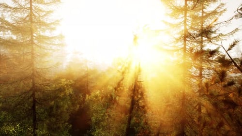Sunlight Streaming Through Trees in a Picturesque Forest