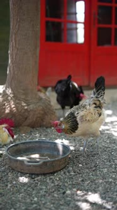 Chickens Drinking and Roaming in a Rural Yard