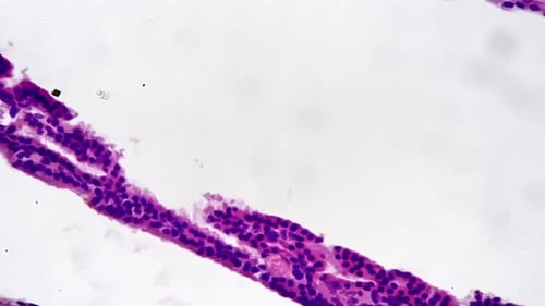 Microscopic Slide with Tissues of Human Cerebrum in Section 400x Shown on Bright Field Background