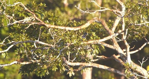 Black bird perched on tree branch in forest