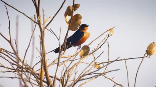 Red breasted swallow on Twig
