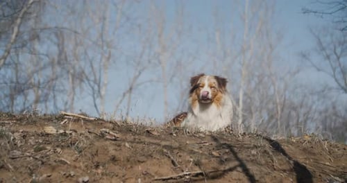 Happy Dog Resting on Grassy Hillside