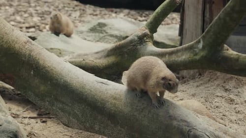 Blacktailed Prairie Dog Walking on a Branch