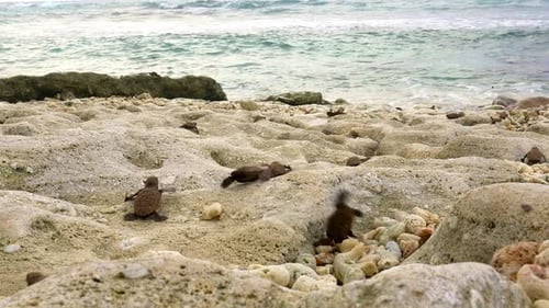 Schildkrötenbabys krabbeln über Felsen den Strand hinunter in Richtung Wasser