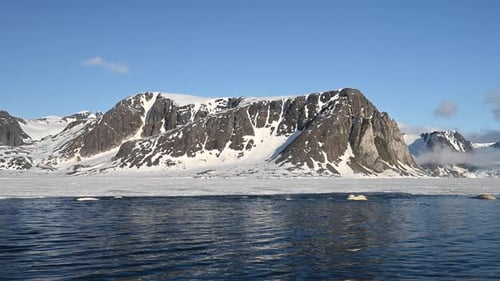 Beluga Whales swimming in the Arctic ocean