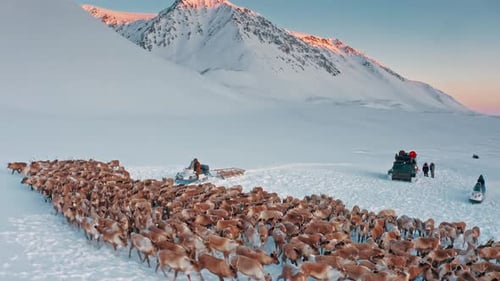 Vista aérea: montanhas cobertas de neve e rebanhos selvagens