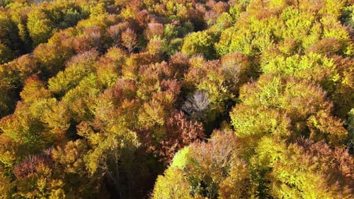 Aerial View of Lush Forest with Colorful Canopies in Autumn Woods on Sunny Day Landscape of Autumnal