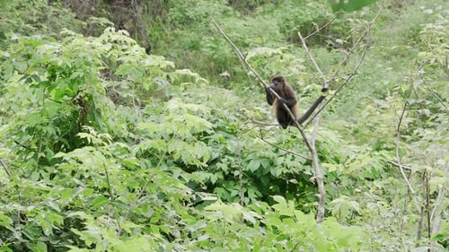 Monkey ape primate sitting on branch in jungle rainforest tree, exotic landscape nature