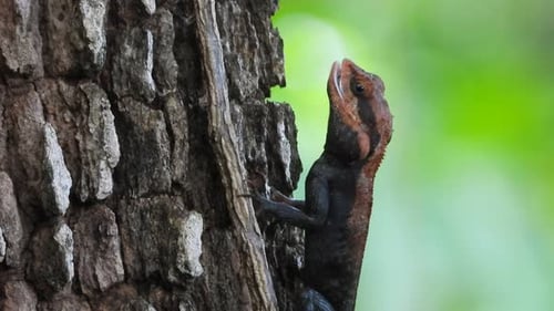 Lizard Climbs Tree Trunk in Natural Habitat