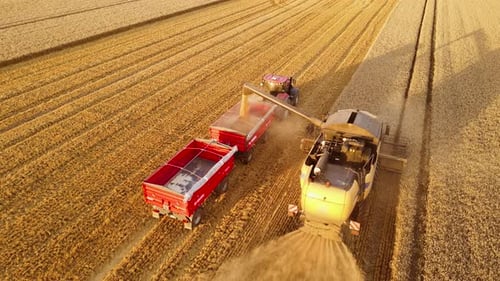 Combine Harvester Harvesting Golden Wheat Crop