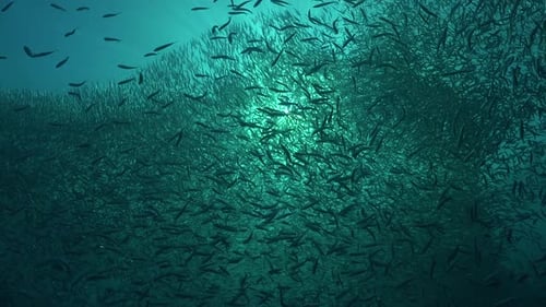 A shoal of sardines covering the ocean surface with sunrays shining trough then enormous amount of f