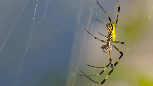 Joro Spider ( Trichonephila clavata or Nephila clavata ) wraps or cocoons the fly prey in a silk we