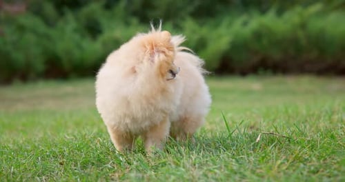Happy Little Cute Fluffy Pedigree Pomeranian Dog Walking Outdoor at Park on a Grass Lawn