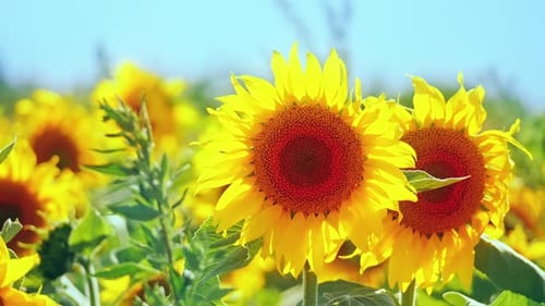 2K Sunflowers Field