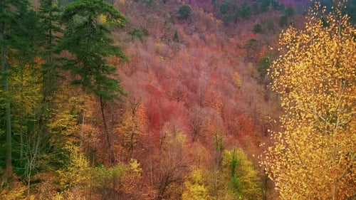Aerial View Of The Autumn Forest 4k