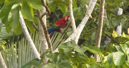 A lively flock of scarlet fills the treetops, bursting with color and sound in the tropical forest.
